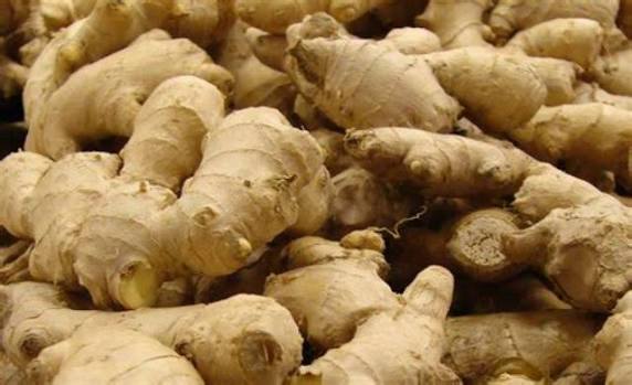 Curcuma de qualité supérieure